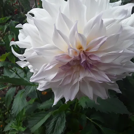 Διαμέρισμα Haus Kallin Idar-Oberstein