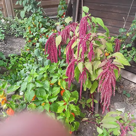 Haus Kallin * Idar-Oberstein