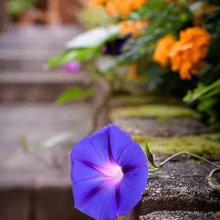 Haus Kallin 이다오베르슈타인