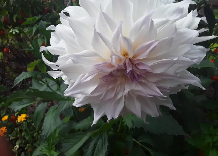 アパート Haus Kallin イーダル・オーバーシュタイン