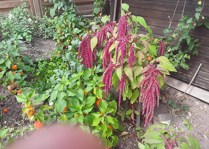 Haus Kallin * 伊达尔-奥伯施泰因