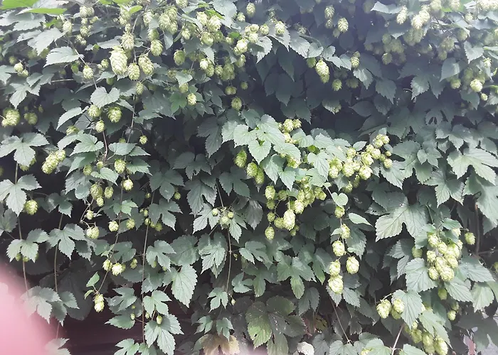 Haus Kallin アパート *