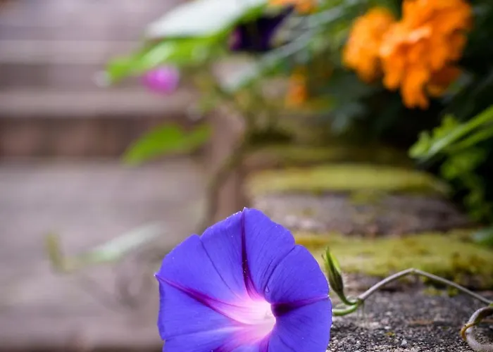 Haus Kallin イーダル・オーバーシュタイン